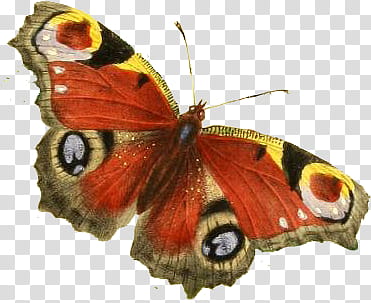 Animals and Plants, red, yellow, and black butterfly transparent background PNG clipart