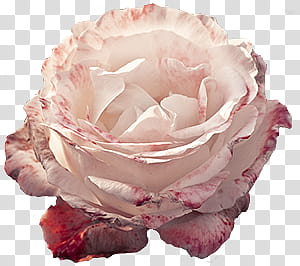 Rose s, white and red petaled flower transparent background PNG clipart