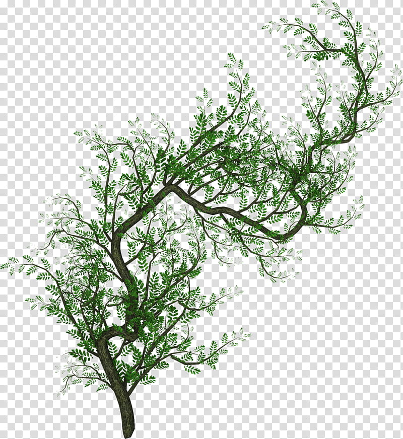 Creepers n Vines, green tree transparent background PNG clipart