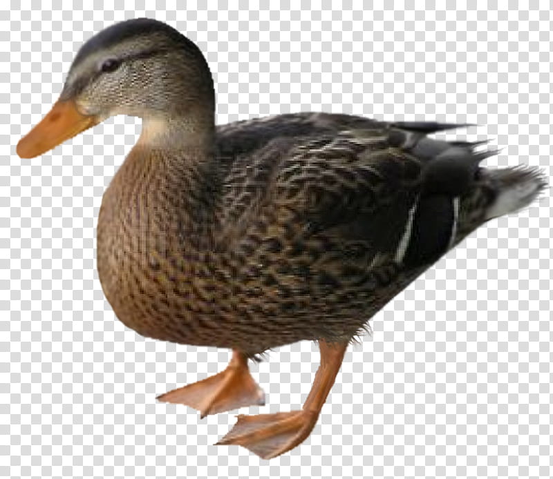 ducks geese, brown and black duck illustration transparent background PNG clipart
