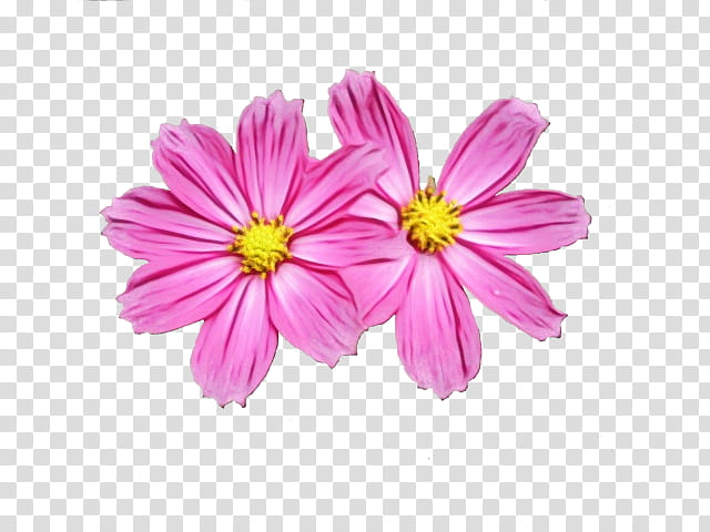 Drawing Of Family, Garden Cosmos, Flower, Sulfur Cosmos, Petal, Yellow, Rose, Pink transparent background PNG clipart