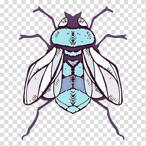 insect pest fly beetle blister beetles, House Fly, Blowflies transparent background PNG clipart