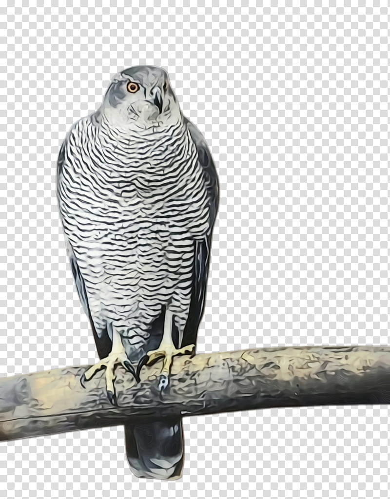 Colorful, Parrot, Bird, Exotic Bird, Tropical Bird, Great Grey Owl, Hawk, Falcon transparent background PNG clipart