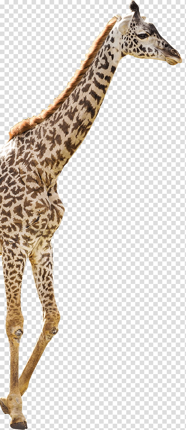 Giraffe, Nashville Zoo At Grassmere, Rhinoceros, Lemurs, Leopard, Duke Lemur Center, Animal, Saddlebilled Stork transparent background PNG clipart