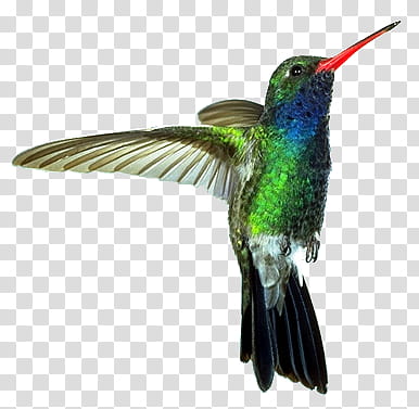 cut out Hummingbird, green and black hummingbird transparent background PNG clipart