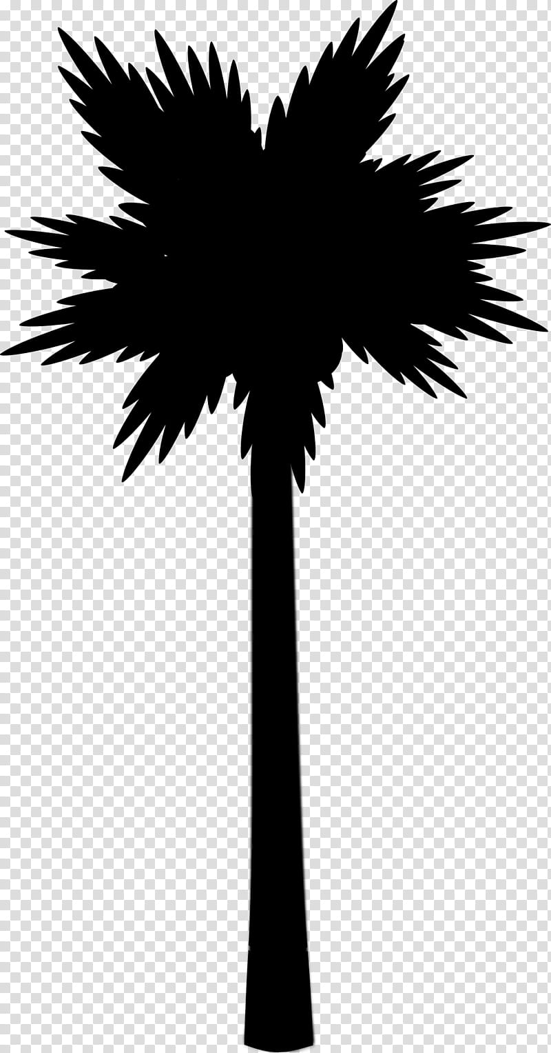 Palm Tree Drawing, Asian Palmyra Palm, Palm Trees, Silhouette, Beach, Borassus, Arecales, Woody Plant transparent background PNG clipart