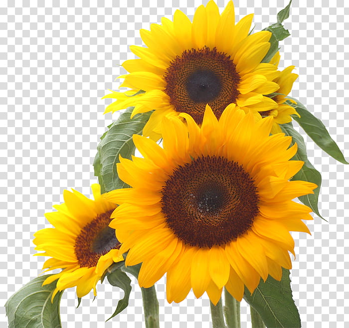 Flowers, yellow sunflowers transparent background PNG clipart