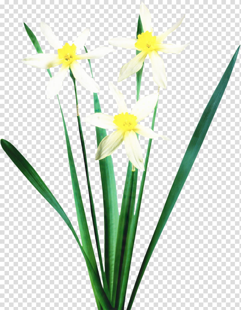 Flowers, Floristry, Cut Flowers, Narcissus, Petal, Plant Stem, Yellow, Flowerpot transparent background PNG clipart