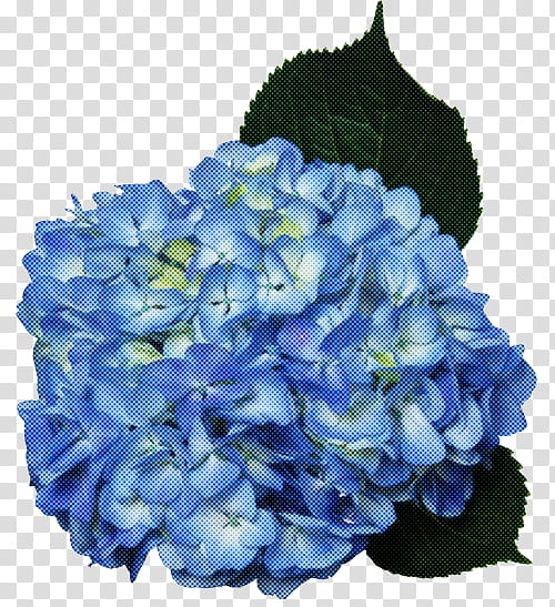 flower blue hydrangea hydrangeaceae petal, Plant, Purple, Cut Flowers, Cornales transparent background PNG clipart