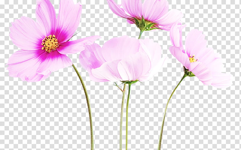flower petal pink plant cosmos, Garden Cosmos, Cut Flowers, Wildflower transparent background PNG clipart