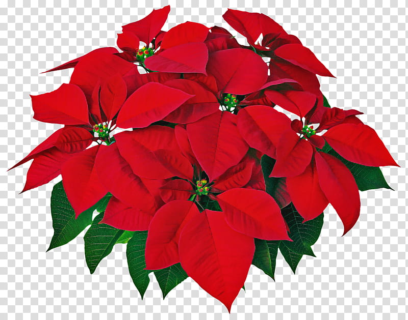 flower poinsettia red plant petal, Leaf, Christmas Eve, Impatiens transparent background PNG clipart