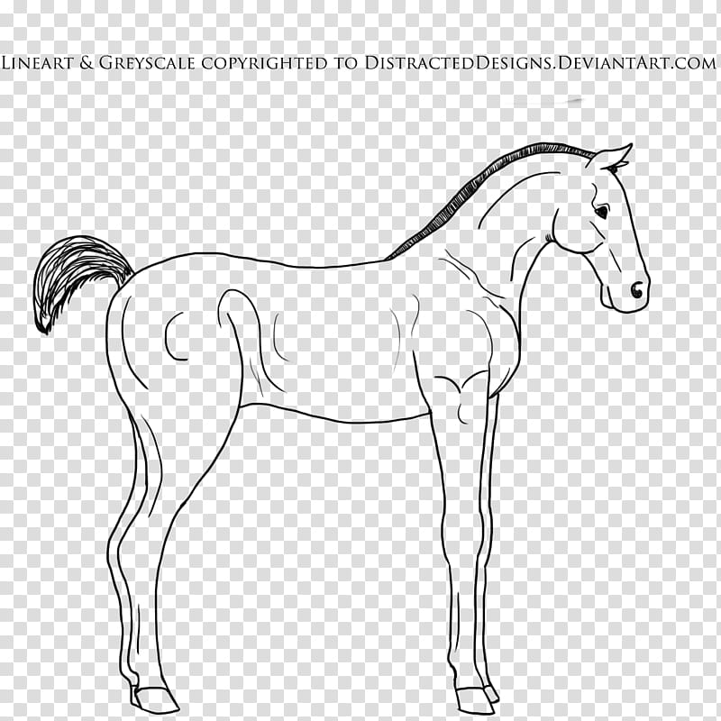 Free to use Foal Lineart, white horse illustration transparent background PNG clipart