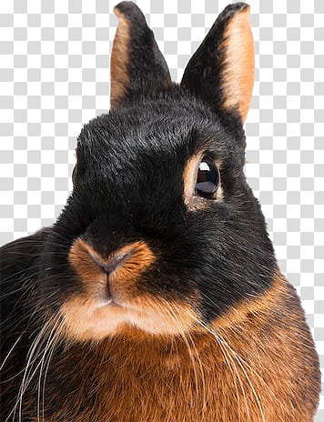 Animals s, black rabbit on blue background transparent background PNG clipart