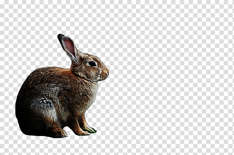 rabbit rabbits and hares hare mountain cottontail audubon's cottontail, Lower Keys Marsh Rabbit, Wood Rabbit, Wildlife, Snowshoe Hare, Eastern Cottontail, Brown Hare, Whiskers transparent background PNG clipart