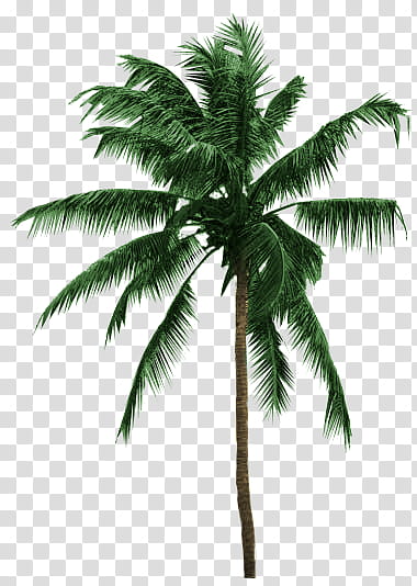 Summer, green coconut tree transparent background PNG clipart