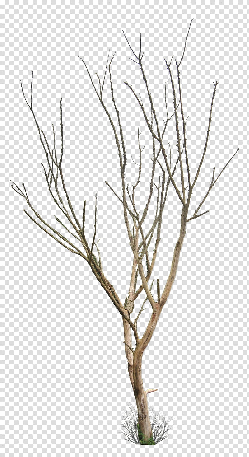 Dead Tree, bare tree transparent background PNG clipart