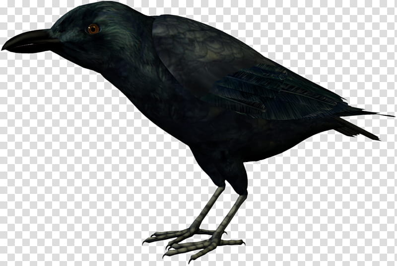 D Raven , black crow transparent background PNG clipart