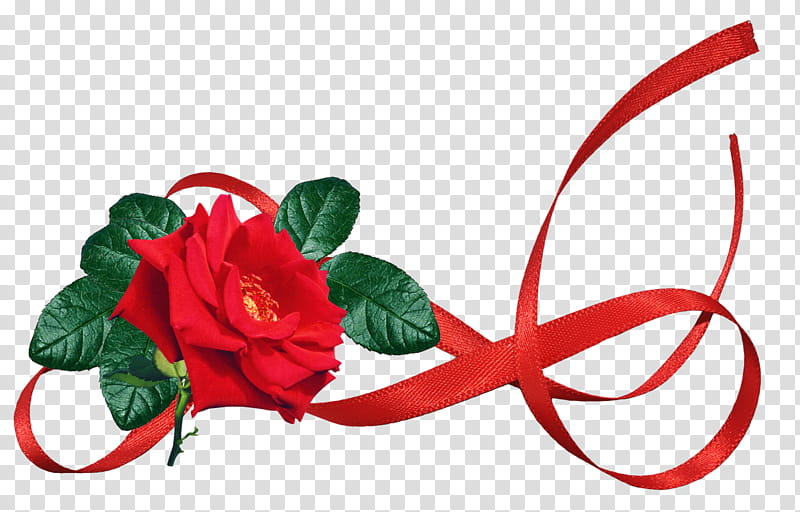 Red Background Ribbon, Gift, Garden Roses, Flower Bouquet, Awareness Ribbon, Floral Design, Color, Cut Flowers transparent background PNG clipart