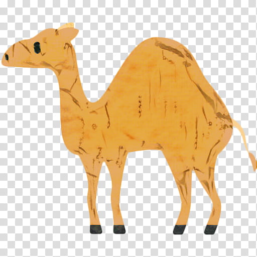 Llama, Dromedary, Bactrian Camel, Wood, Snout, Meter, Animal, Camelid transparent background PNG clipart