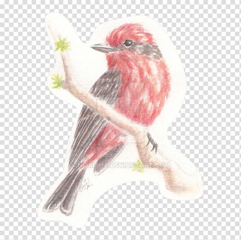 Bird, Drawing, Beak, Finches, Old World Flycatchers, Feather, American Rosefinches, House Finch transparent background PNG clipart