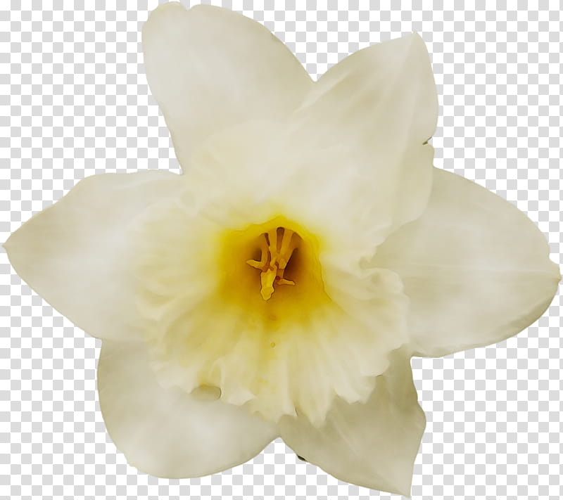 Flower White, Narcissus, Cattleya Orchids, Moth Orchids, Petal, Yellow, Plant, Amaryllis Family transparent background PNG clipart