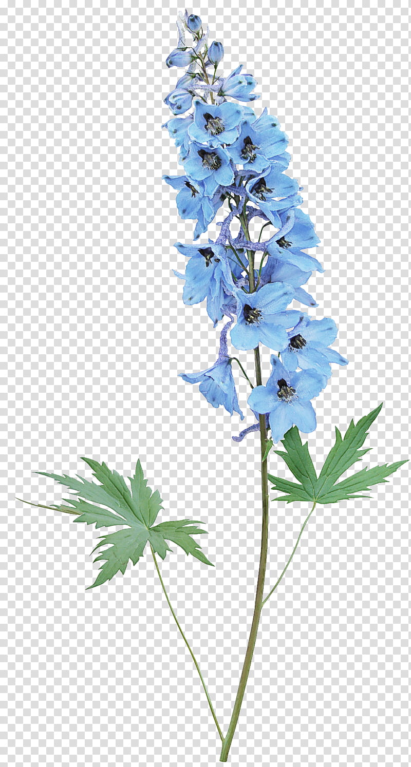 Bunch Of Delphinium Flower - Bluebell flower with white flowers and dark  blue centers, thin stems, small green leaves - CleanPNG / KissPNG
