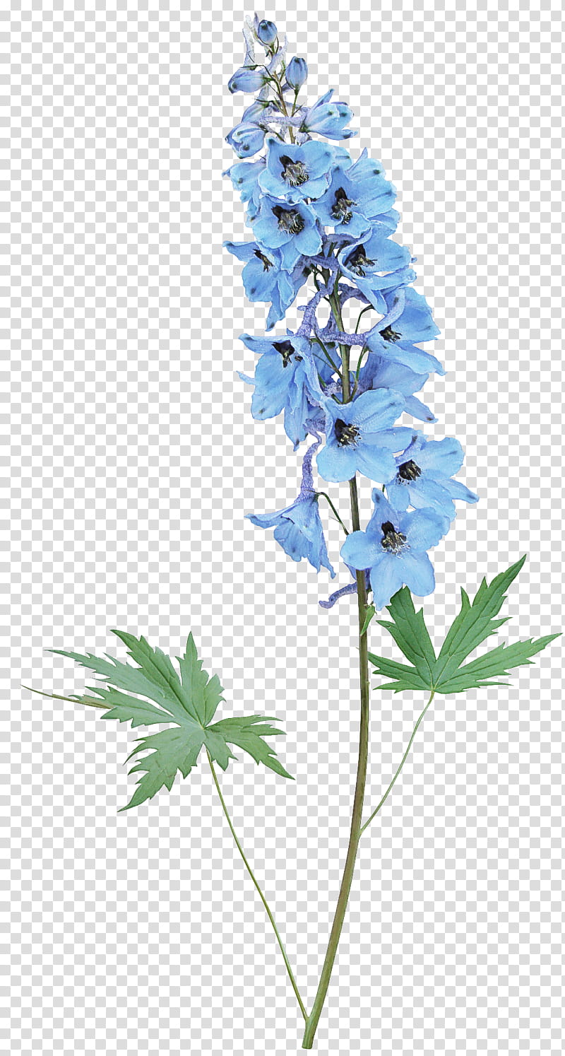 flower plant delphinium monkshood wildflower, Plant Stem, Hyssopus, Bellflower, Perennial Plant transparent background PNG clipart