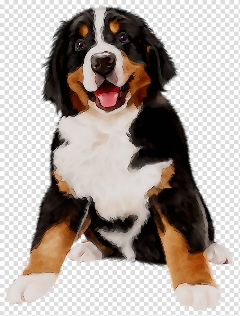 Entlebucher mountain dog bernese best sale mountain dog