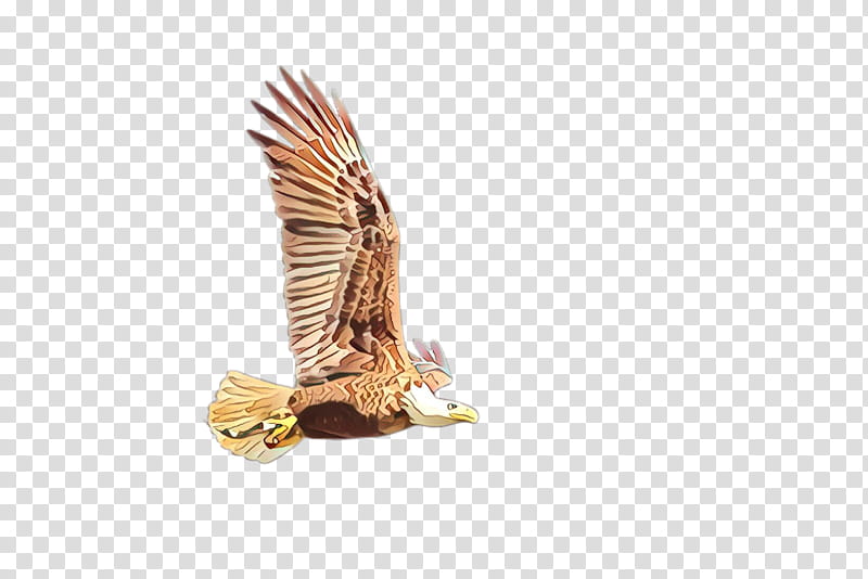 Feather, Cartoon, Eagle, Golden Eagle, Bald Eagle, Bird Of Prey, Accipitridae, Hawk transparent background PNG clipart