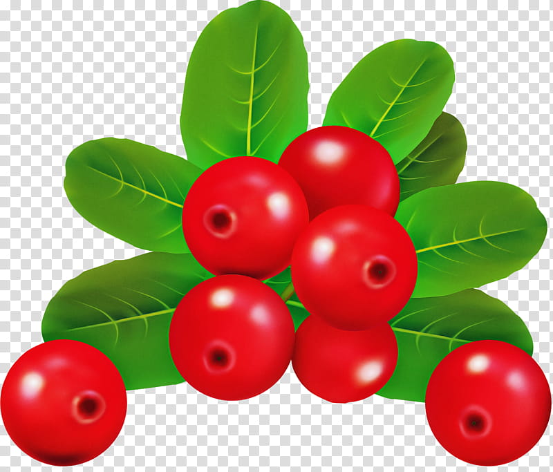 Holly, Berry, Fruit, Lingonberry, Plant, Currant, Superfruit, Leaf transparent background PNG clipart
