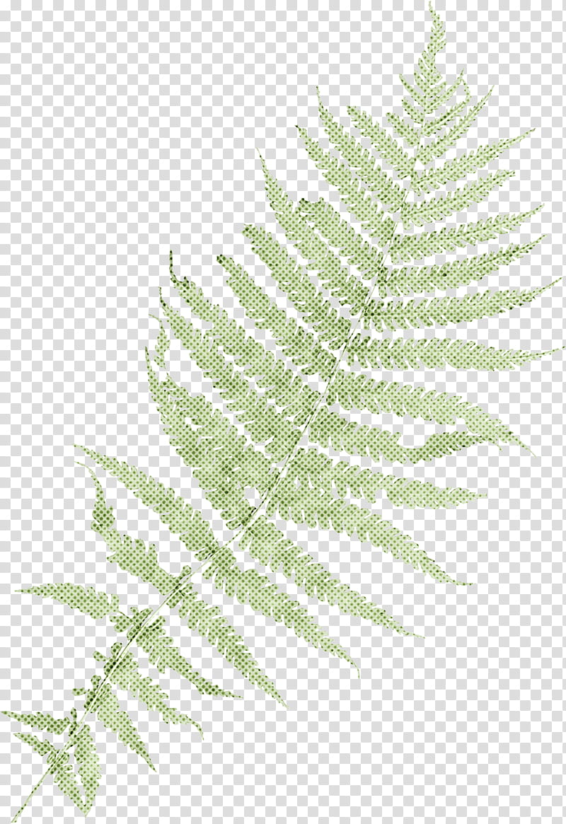 Twig, Fern, Plant Stem, Leaf, Plants, Ferns And Horsetails, Vascular Plant, Terrestrial Plant transparent background PNG clipart