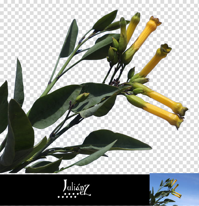 Yellow flowers trumpets transparent background PNG clipart