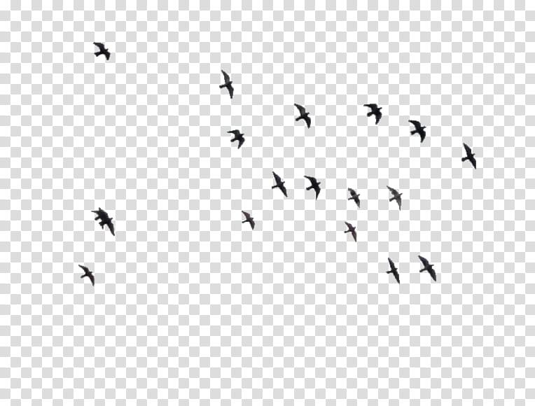 Birds  , flock of black birds flying illustration transparent background PNG clipart