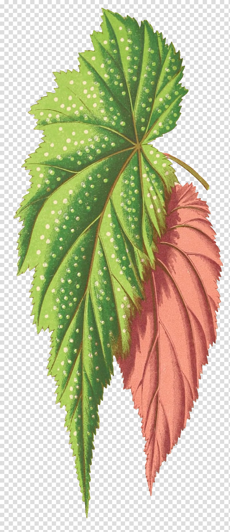 Drawing Of Family, Leaf, Paintedleaf Begonia, Alamy, Plants, Flower, Tree, Hemp Family transparent background PNG clipart