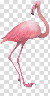 pink flamingo transparent background PNG clipart