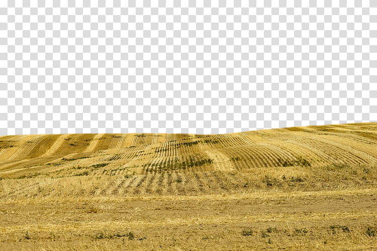 field grassland natural environment grass yellow, Field, Ecoregion, Prairie, Grass Family, Plain, Soil transparent background PNG clipart