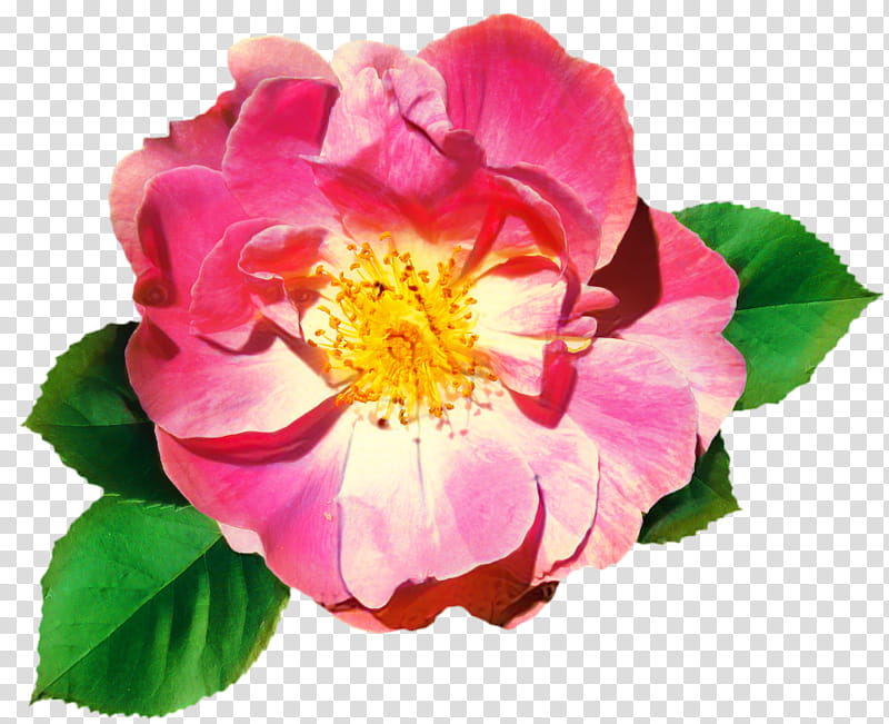 Pink Flower, Cabbage Rose, Garden Roses, Floribunda, French Rose, China Rose, Dogrose, Sweetbrier transparent background PNG clipart