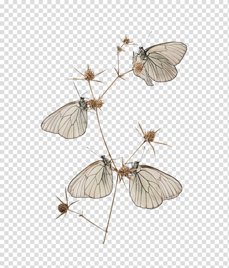 Butterfly, Mayer, Vascular Plant, Pupa, Painting, Lepidoptera, Eightyeight Butterflies, Insect transparent background PNG clipart