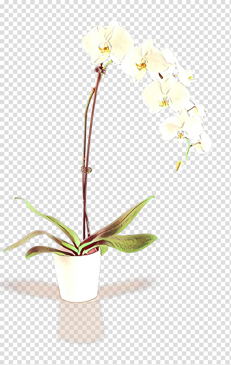 Flowers, Moth Orchids, Floral Design, Artificial Flower, Cut Flowers, Ikebana, Flowerpot, Plant Stem transparent background PNG clipart