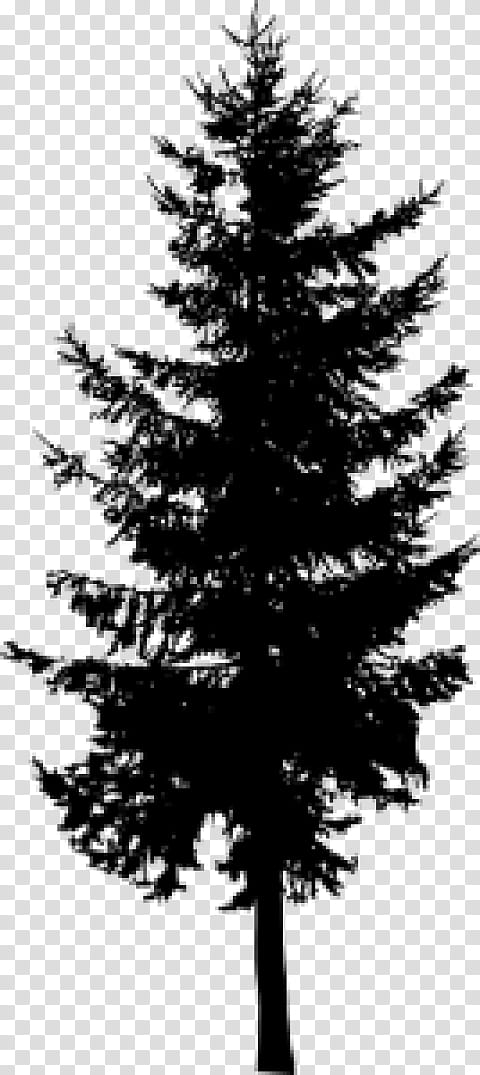 Christmas Black And White, Pine, Silhouette, Tree, Fir, Evergreen, Larch, Cedar transparent background PNG clipart