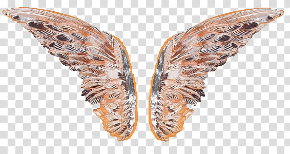 Recursos Alas Hada Y Mariposa  transparent background PNG clipart