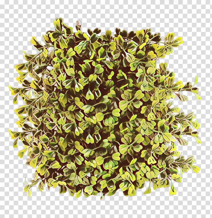 Grass Flower, Shrub, Plants, Sketchup, Artlantis, Hedge, Herb, Perennial Plant transparent background PNG clipart