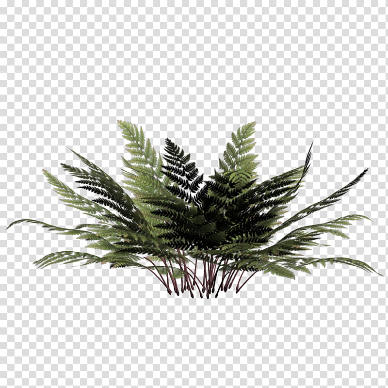Flower Plant , green fern plant transparent background PNG clipart