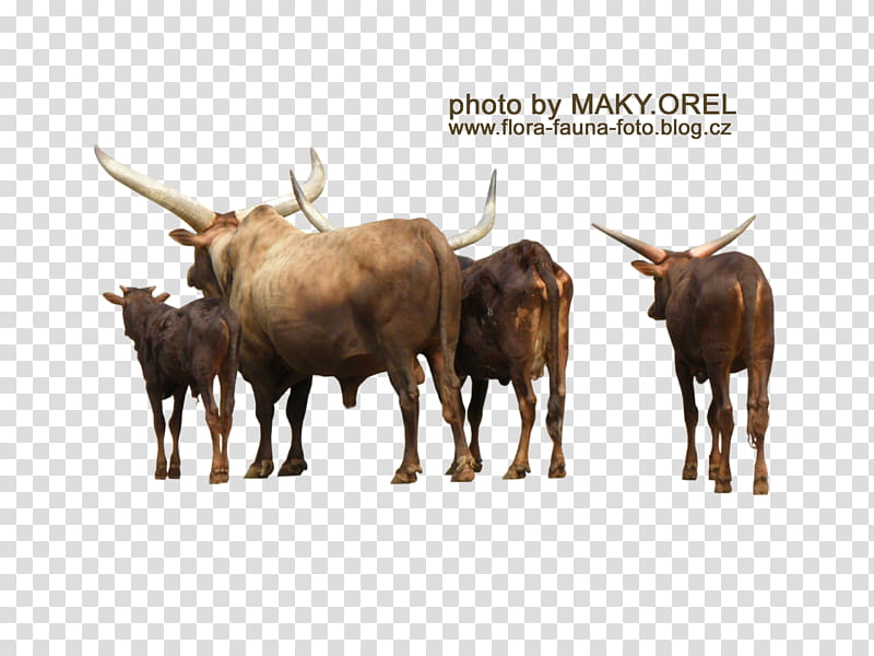 SET Watusi herd, several buffalos transparent background PNG clipart