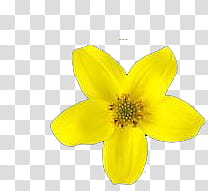 Yellow Flowers, yellow daisy flower illustration transparent background PNG clipart