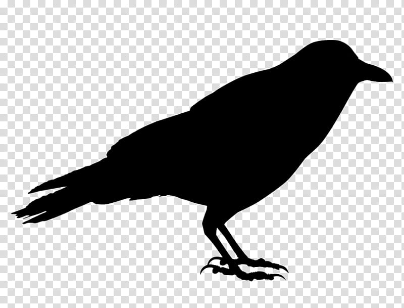 Bird Silhouette, Beak, Crow, Crowlike Bird, Raven, American Crow, Perching Bird, Blackbird transparent background PNG clipart