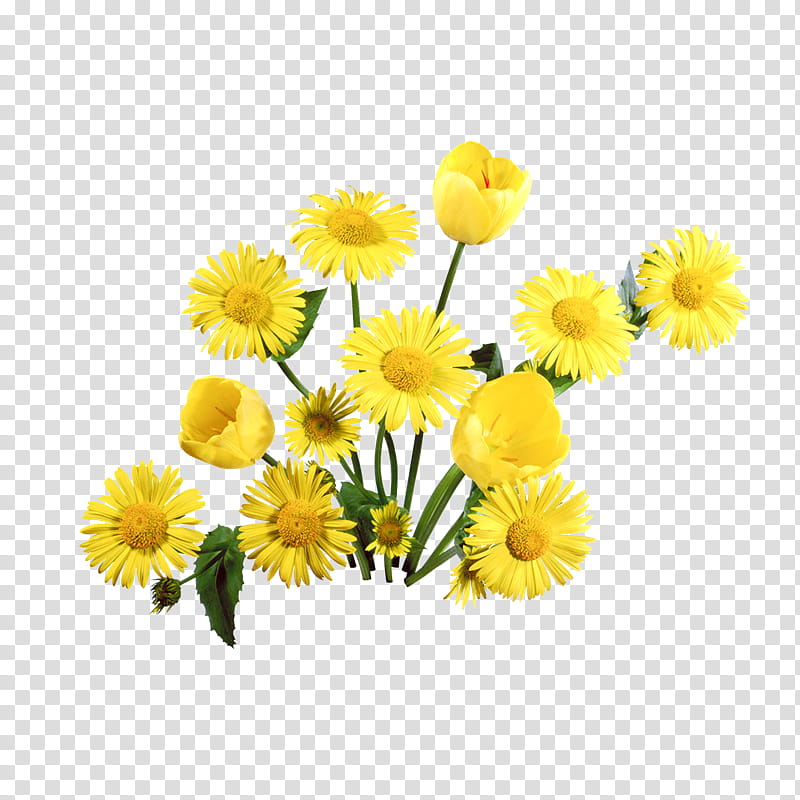 Flowers, Common Dandelion, Common Sunflower, Seed Plants, Daisy Family, Yellow, Cut Flowers, Gerbera transparent background PNG clipart