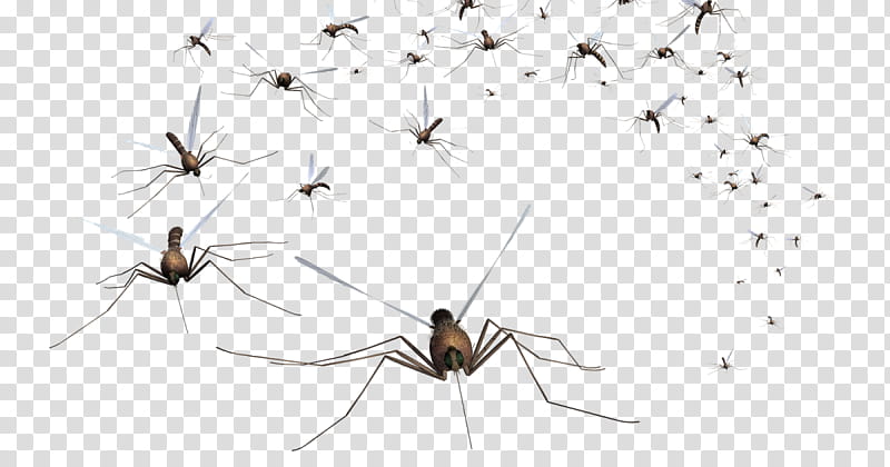 Mosquito control Pest Control Household Insect Repellents, Asian Bush Mosquito, Mosquitoborne Disease, Deet, Fogging, Icaridin, Invertebrate, Fly transparent background PNG clipart