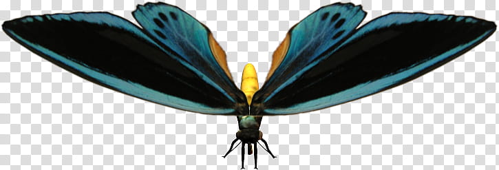butterfly, black and blue dragonfly transparent background PNG clipart