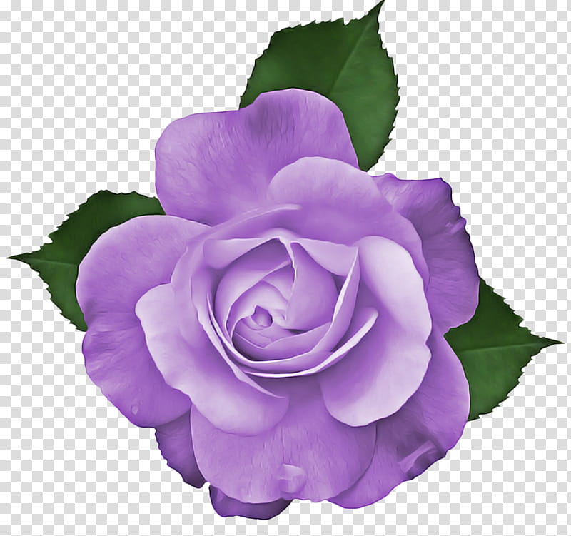 Garden roses, Flower, Flowering Plant, Purple, Violet, Petal, Rose Family, Pink transparent background PNG clipart